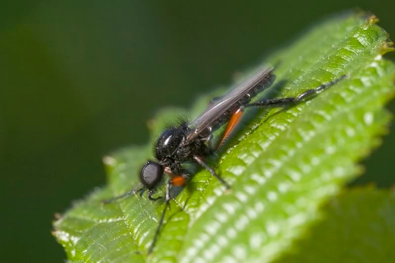 IMAGE: http://i62.photobucket.com/albums/h89/alliec_2006/robber.jpg