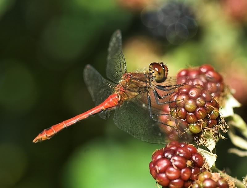 IMAGE: http://i62.photobucket.com/albums/h89/alliec_2006/ruddydarter.jpg