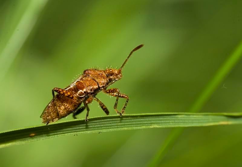 IMAGE: http://i62.photobucket.com/albums/h89/alliec_2006/shieldbug-1.jpg