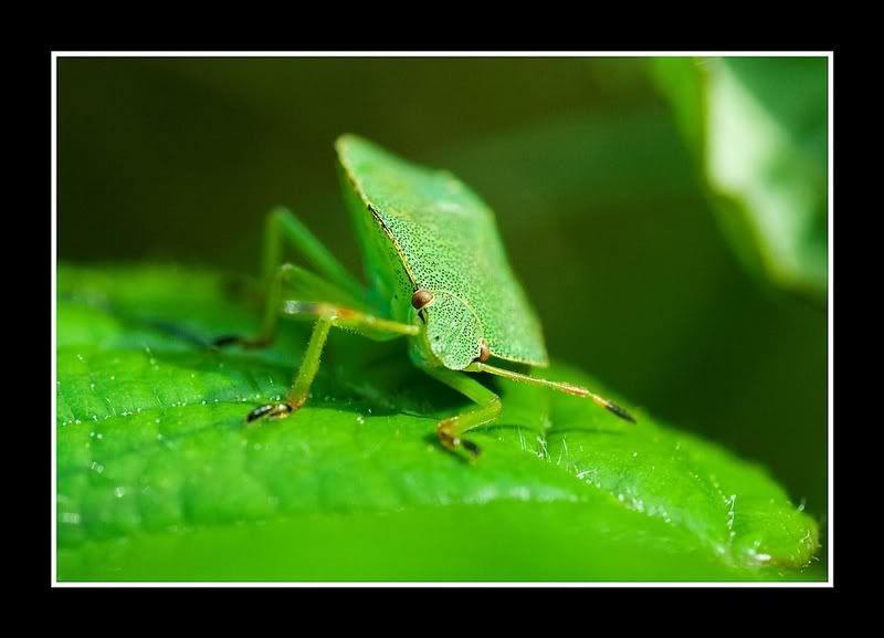 IMAGE: http://i62.photobucket.com/albums/h89/alliec_2006/shieldbug.jpg