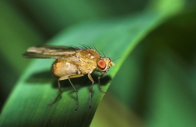 IMAGE: http://i62.photobucket.com/albums/h89/alliec_2006/smallfly.jpg