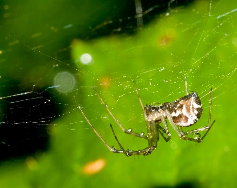 IMAGE: http://i62.photobucket.com/albums/h89/alliec_2006/spider1-1.jpg
