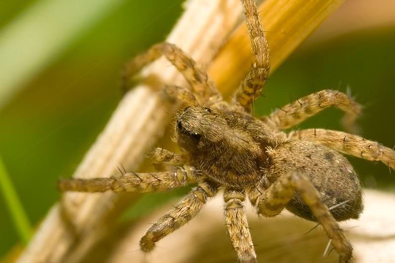 IMAGE: http://i62.photobucket.com/albums/h89/alliec_2006/spider1-2.jpg
