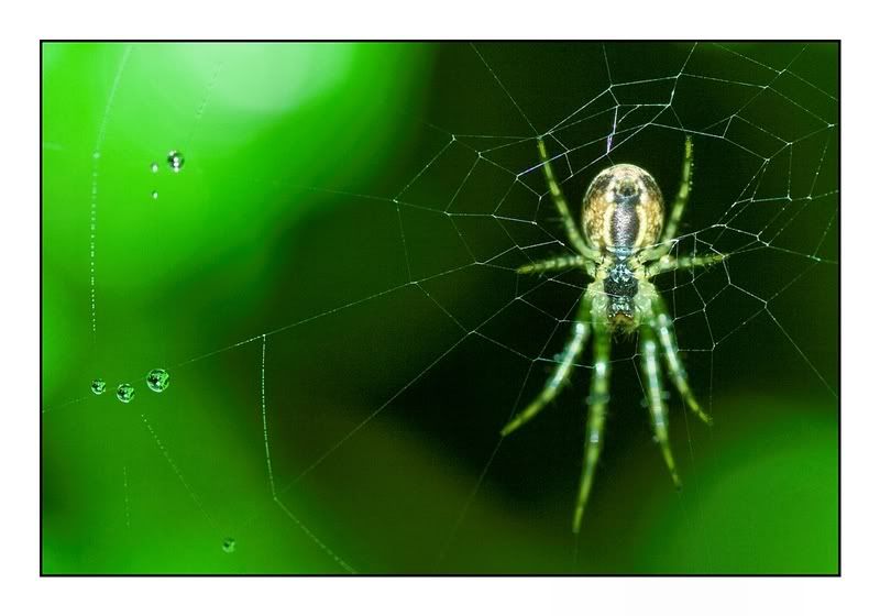 IMAGE: http://i62.photobucket.com/albums/h89/alliec_2006/spider1.jpg