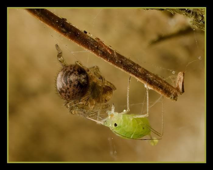 IMAGE: http://i62.photobucket.com/albums/h89/alliec_2006/spiderwithdinnerpotn.jpg