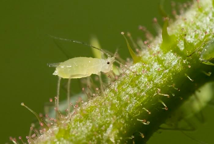 IMAGE: http://i62.photobucket.com/albums/h89/alliec_2006/springtail.jpg