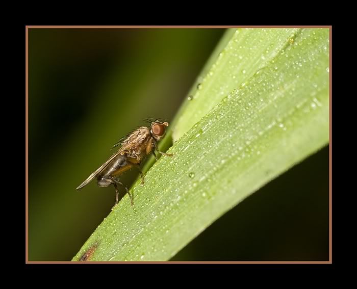 IMAGE: http://i62.photobucket.com/albums/h89/alliec_2006/stackflypotn.jpg