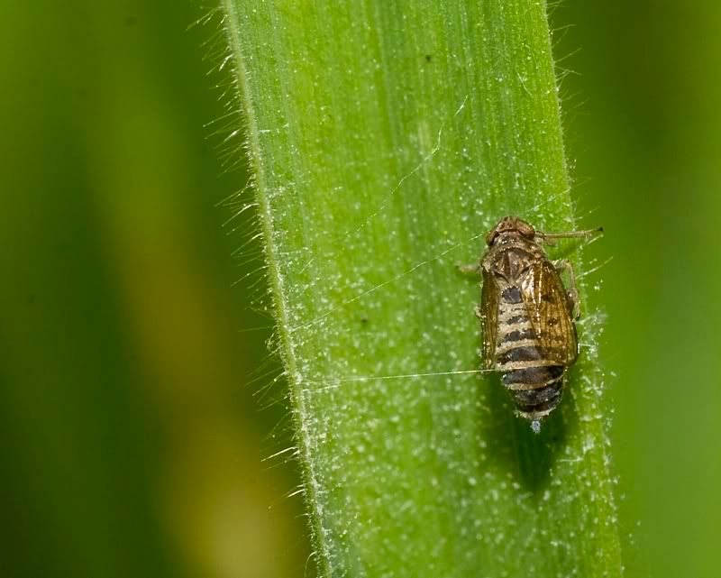 IMAGE: http://i62.photobucket.com/albums/h89/alliec_2006/unknown.jpg