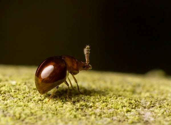 IMAGE: http://i62.photobucket.com/albums/h89/alliec_2006/unknown1-1.jpg