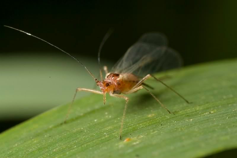 IMAGE: http://i62.photobucket.com/albums/h89/alliec_2006/unknown1.jpg