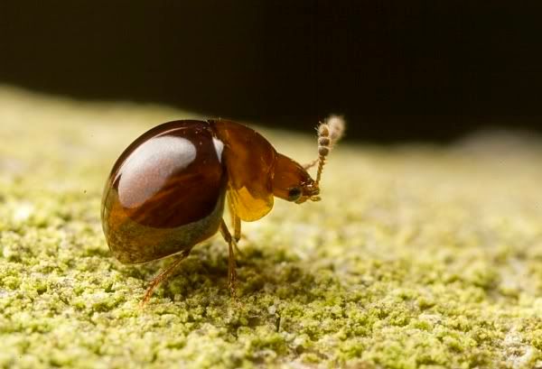 IMAGE: http://i62.photobucket.com/albums/h89/alliec_2006/unknown2-1.jpg