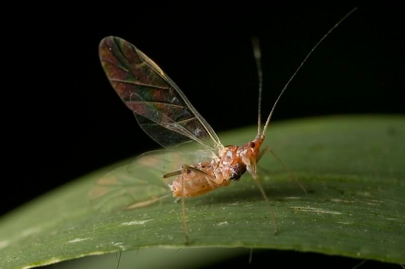 IMAGE: http://i62.photobucket.com/albums/h89/alliec_2006/unknown2.jpg