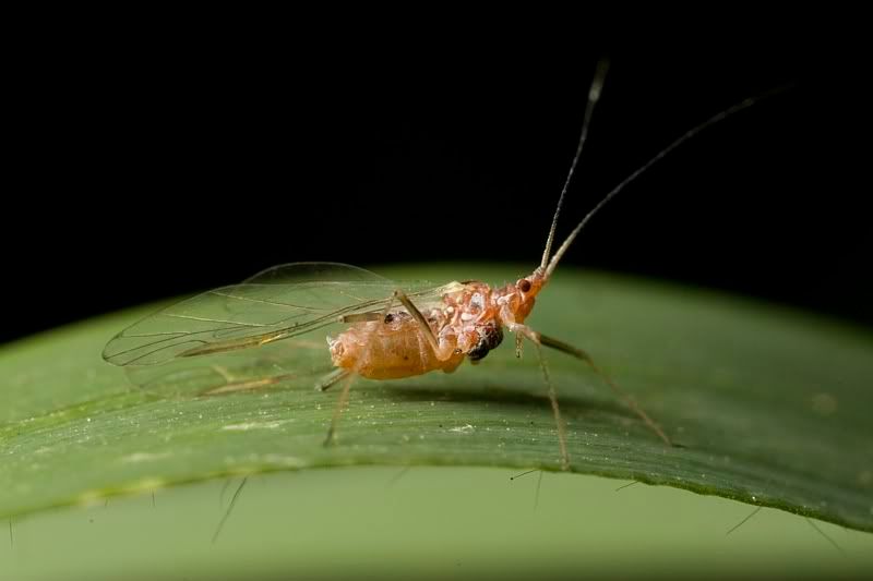 IMAGE: http://i62.photobucket.com/albums/h89/alliec_2006/unknown3.jpg