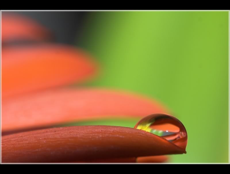 IMAGE: http://i62.photobucket.com/albums/h89/alliec_2006/waterdrop.jpg