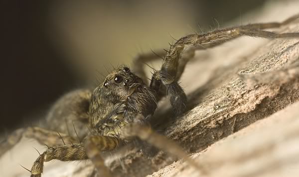 IMAGE: http://i62.photobucket.com/albums/h89/alliec_2006/wolfspider1.jpg