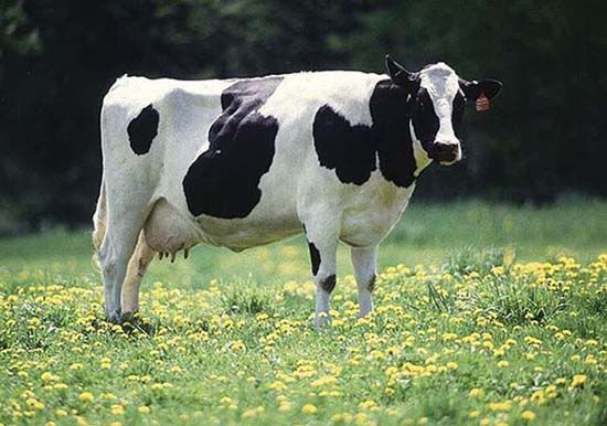 holstein dairy cow. Cow Pictures, Images and
