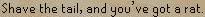 squirrel2.jpg