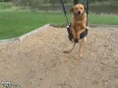 dogswing.gif