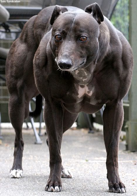 Doberman On Steroids