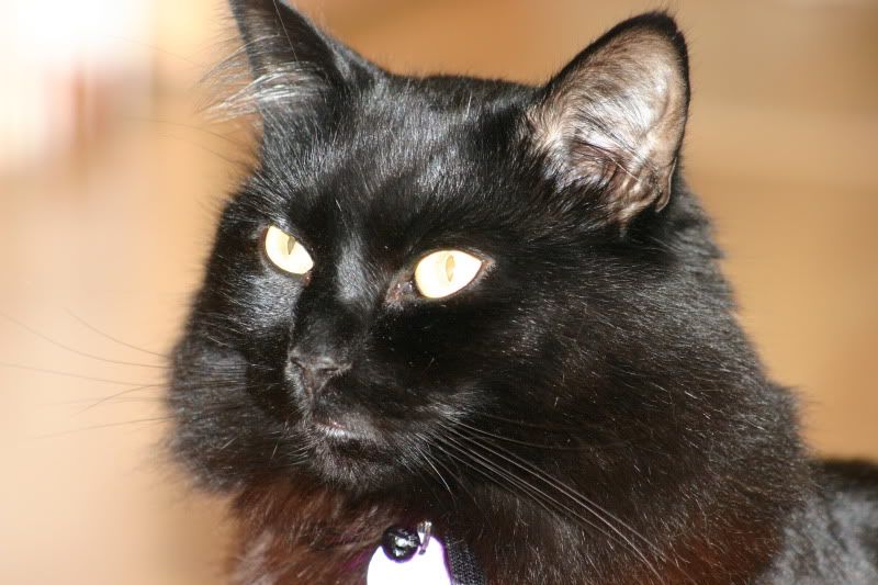 IMAGE: http://i62.photobucket.com/albums/h95/Mark875/IMG_2689.jpg