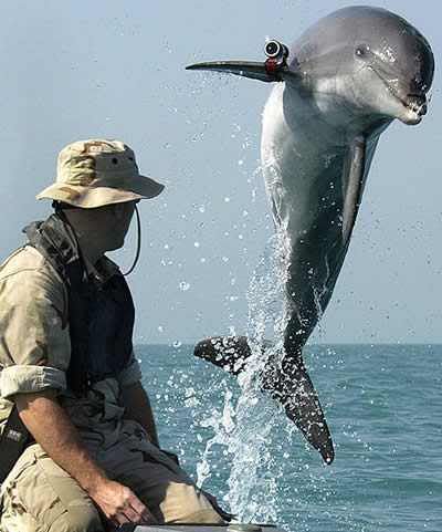 Killer Dolphins Pictures, Images and Photos