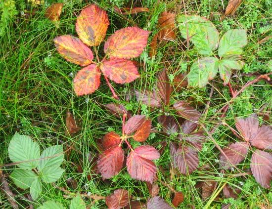 Photograph of wet red and green leaves