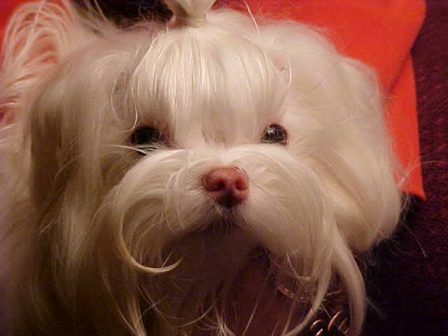 albino maltese