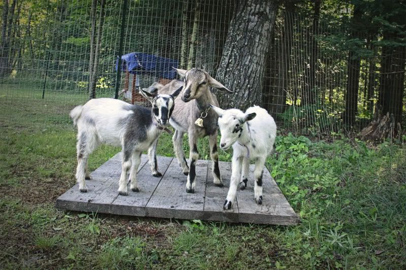 3goatportrait.jpg