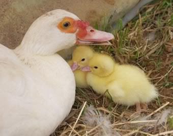mum and 2 ducklings