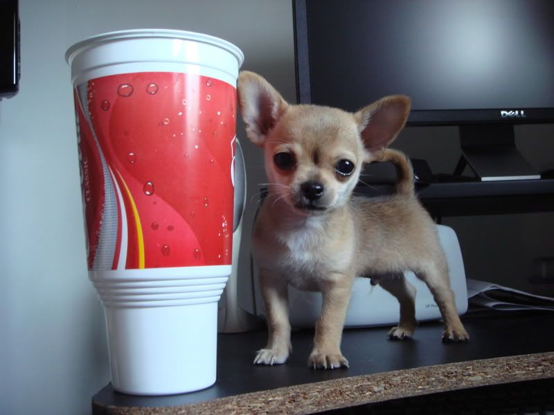 teacup chihuahua full grown size