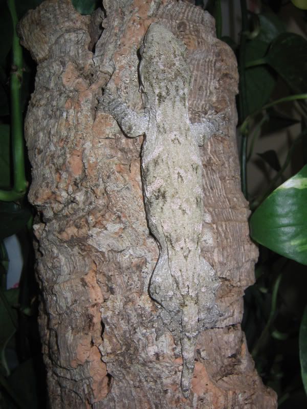Leachie1.jpg
