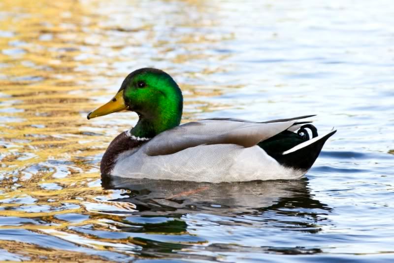 IMAGE: http://i62.photobucket.com/albums/h99/zdosch/mallard5.jpg