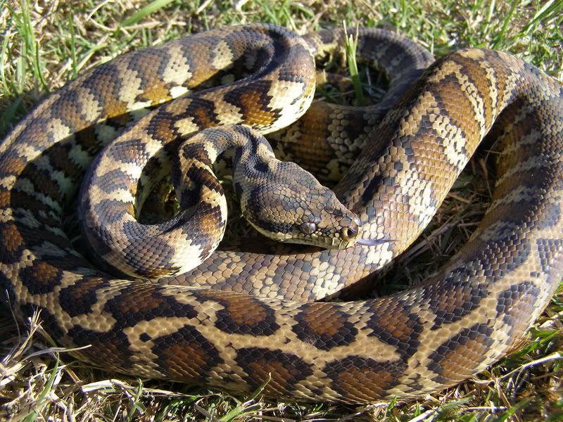 Darwin photos | Aussie Pythons and Snakes