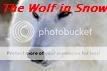 The Wolf in Snow banner