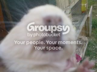guineapig006.jpg