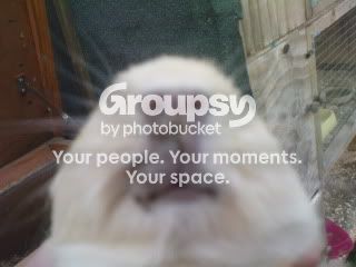 guineapig007.jpg
