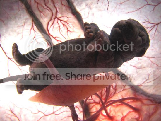 image006_zps182c53ee.jpg