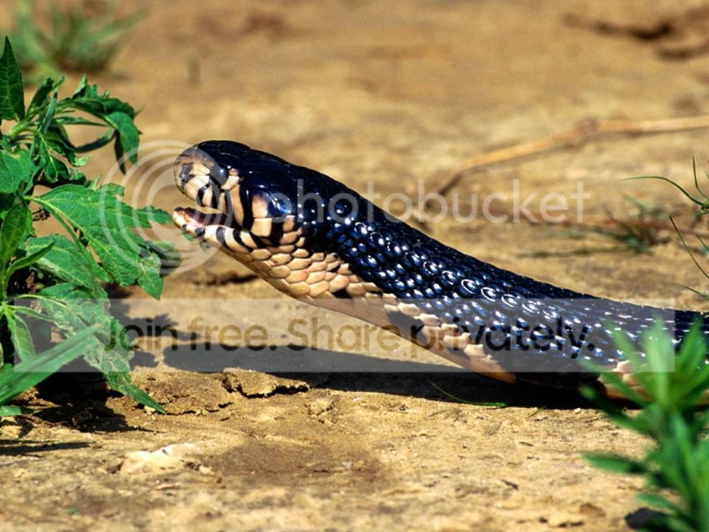 image009_zps1be9fd55.jpg