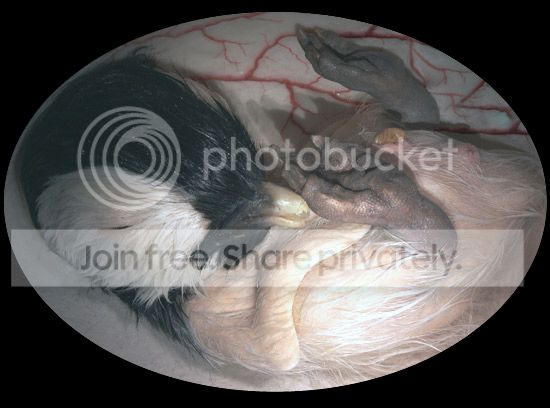 image010_zps0466d8de.jpg