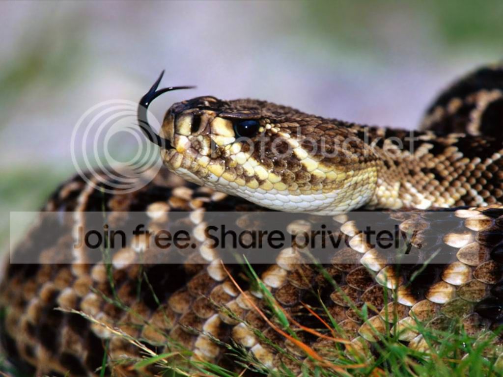 image015_zps6ce4ef74.jpg