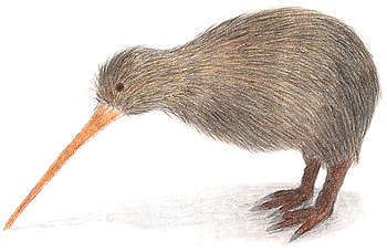 https://i62.photobucket.com/albums/h95/MrE158/kiwi.jpg